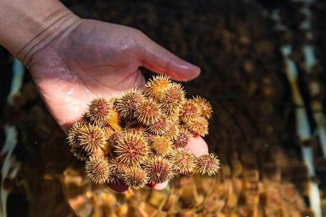 Large, Fast-Growing, and Heat-Resistant: Fuzhou Sea Urchin Seedlings Enter the Northern Market