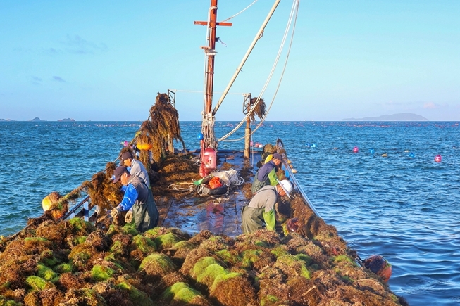 Lianjiang Triploid Oysters Hit the Market Known as “the Fair-skinned, Rich, and Beautiful” of the Oyster World
