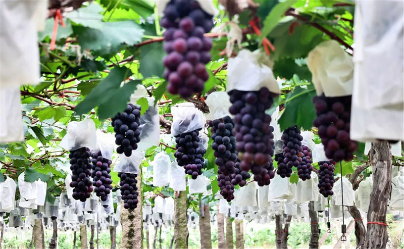 Lianjiang's summer fruit extravaganza: A symphony of sweetness in Fuzhou's orchards
