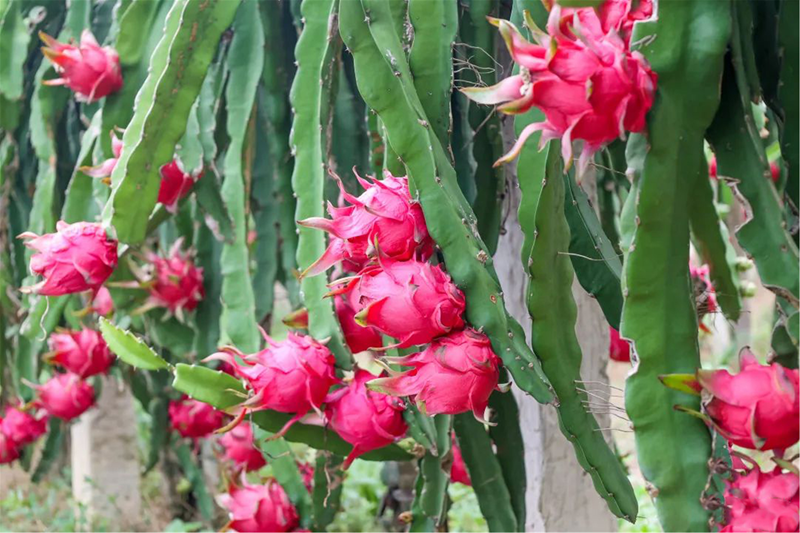 Lianjiang's summer fruit extravaganza: A symphony of sweetness in Fuzhou's orchards
