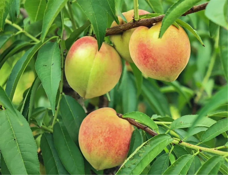 Lianjiang's summer fruit extravaganza: A symphony of sweetness in Fuzhou's orchards