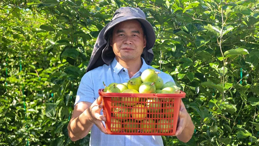 颜值超高还很香！连江东岱镇黄金百香果丰收啦！