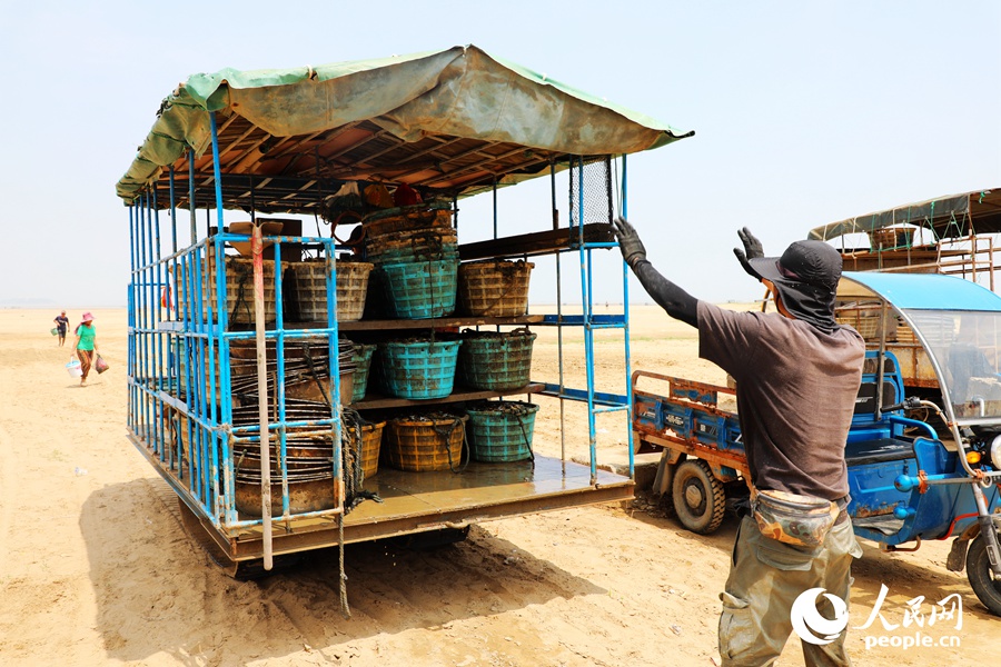 Farmers harvest razor clams in Fuzhou, SE China's Fujian