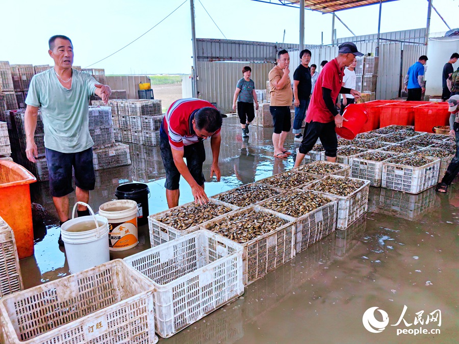 Farmers harvest razor clams in Fuzhou, SE China's Fujian
