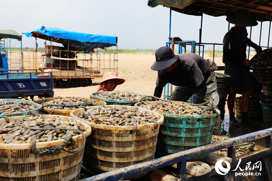 Farmers harvest razor clams in Fuzhou, SE China's Fujian