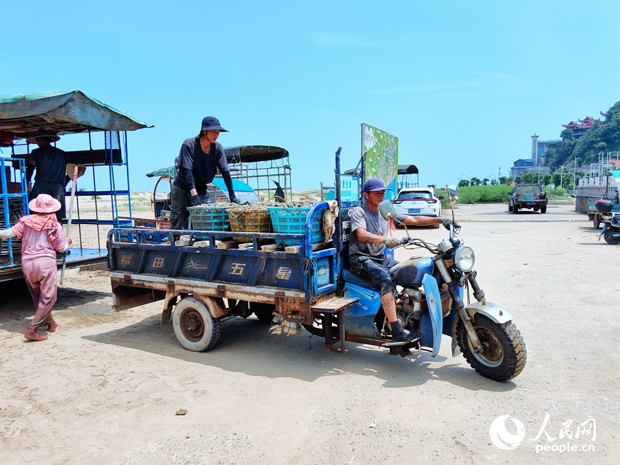 Farmers harvest razor clams in Fuzhou, SE China's Fujian