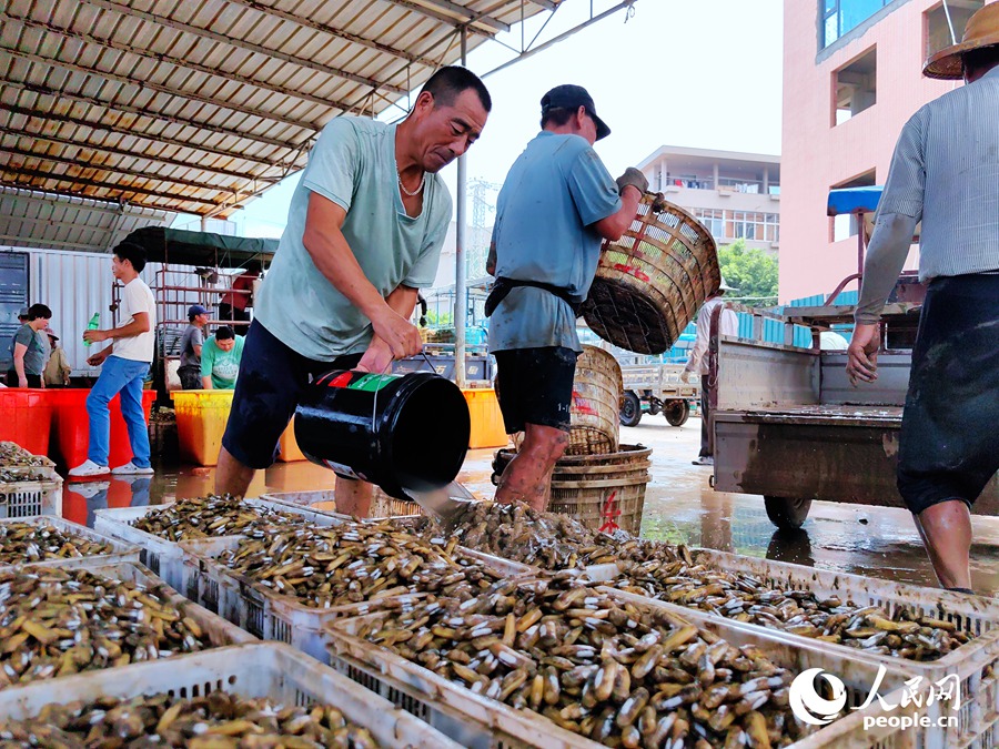 Farmers harvest razor clams in Fuzhou, SE China's Fujian