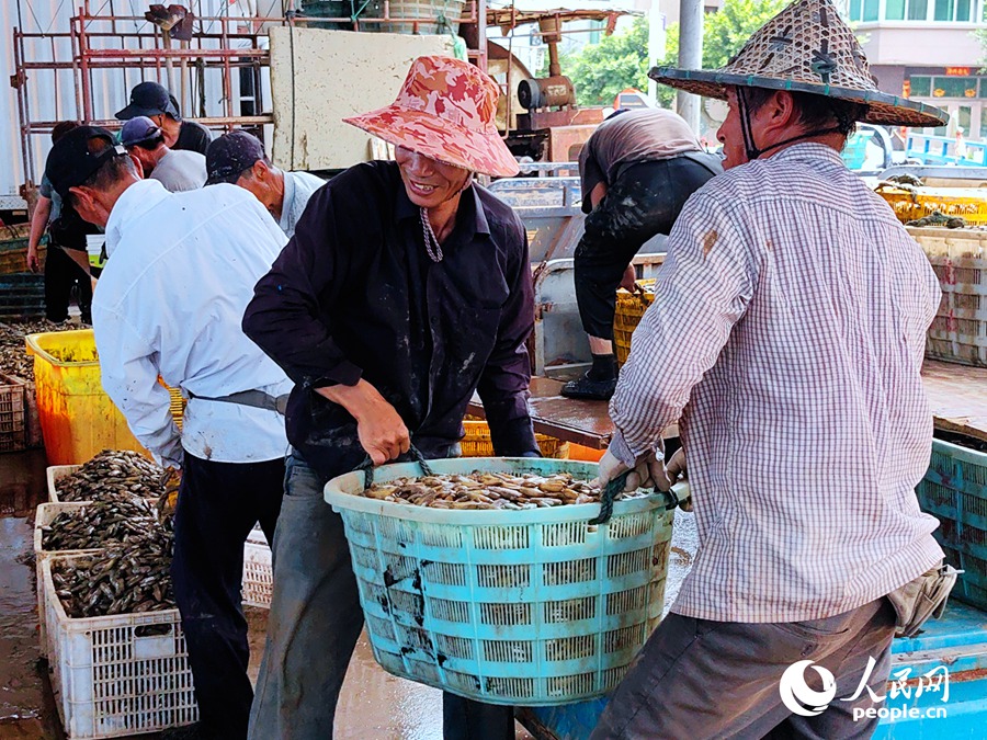 Farmers harvest razor clams in Fuzhou, SE China's Fujian