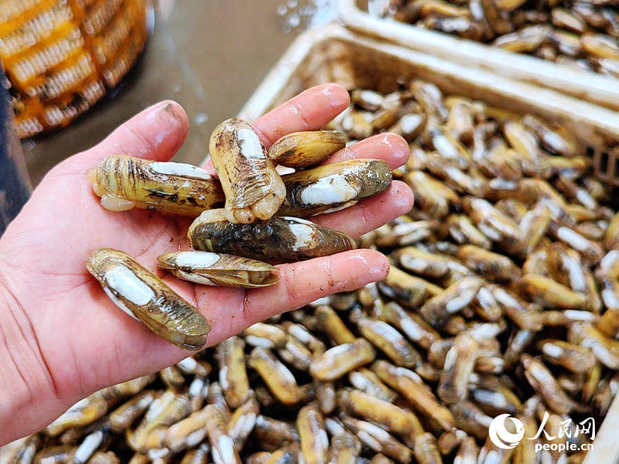 Farmers harvest razor clams in Fuzhou, SE China's Fujian