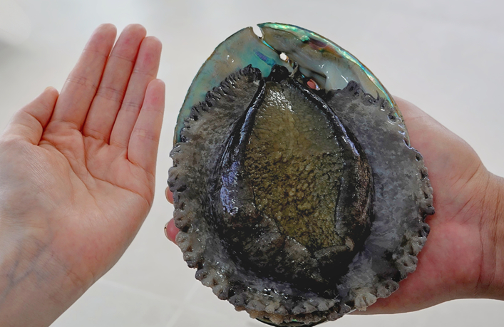Abalone industry thrives in Lianjiang county, SE China's Fujian