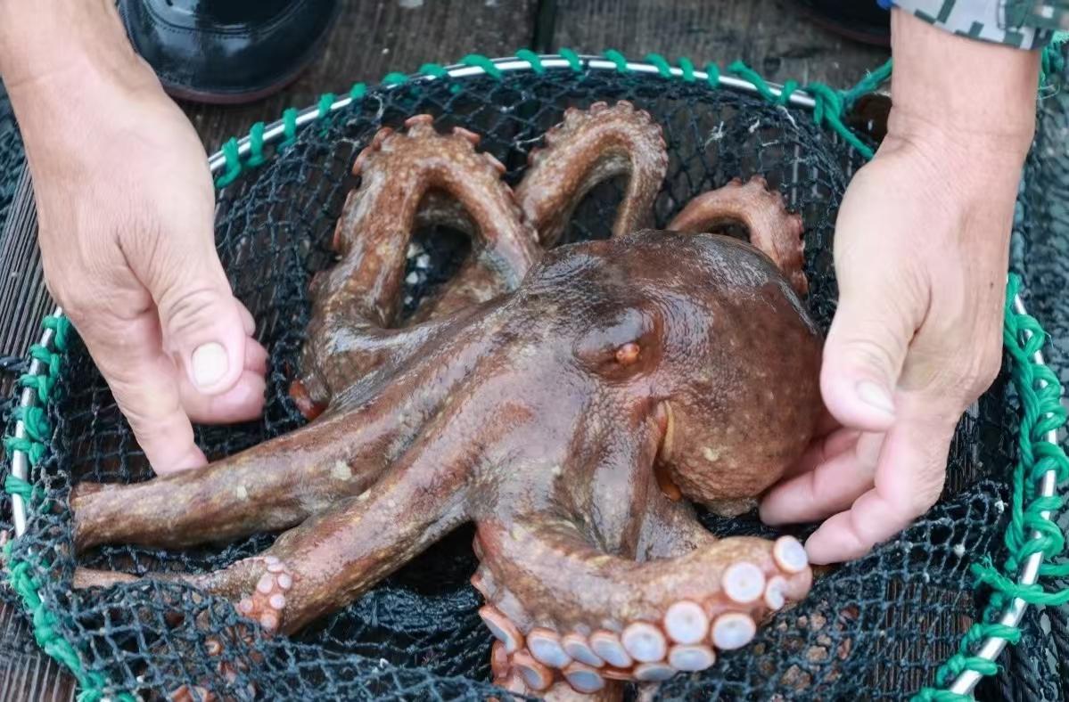 Squirmy crop harvested in waters off Fujian