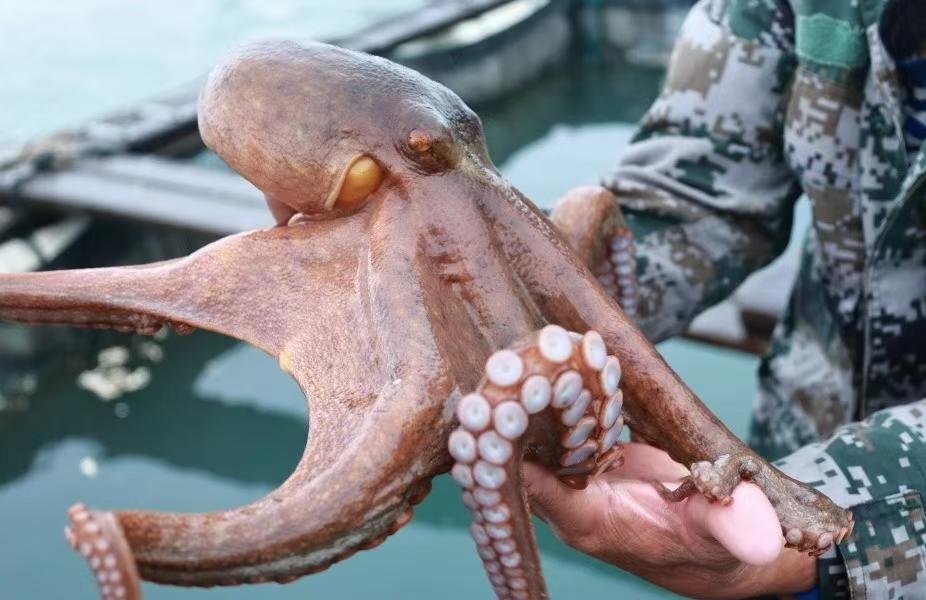 Squirmy crop harvested in waters off Fujian