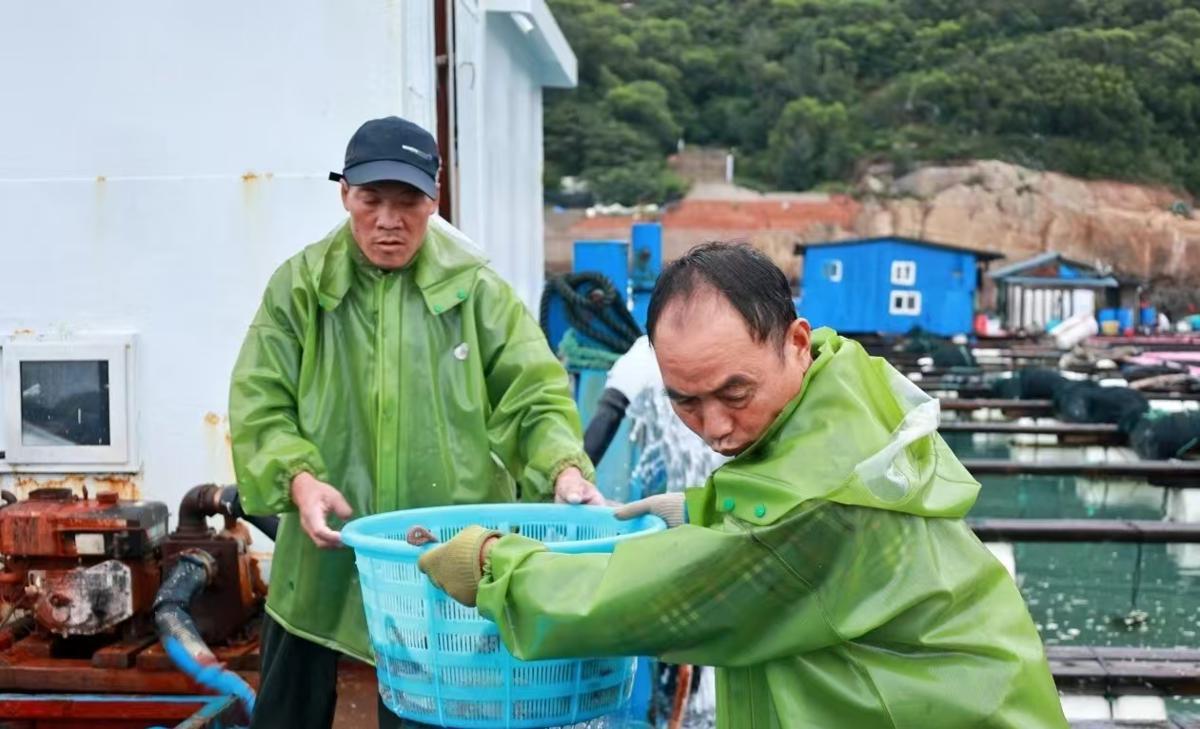 Squirmy crop harvested in waters off Fujian