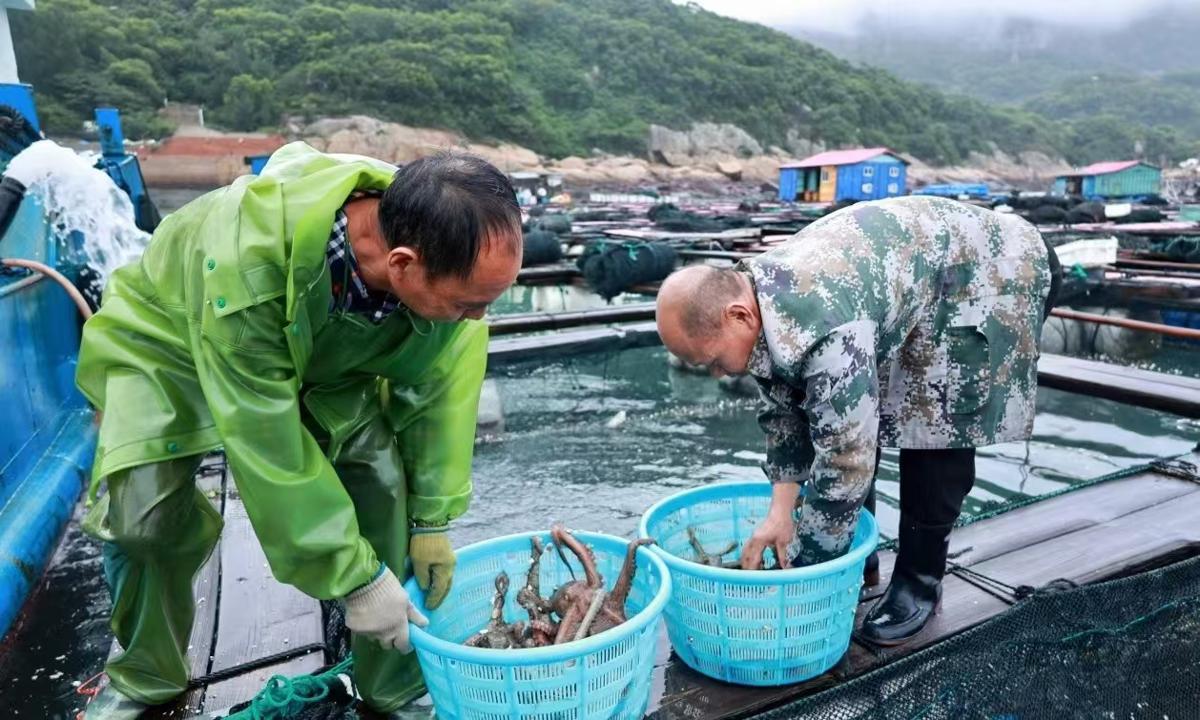 Squirmy crop harvested in waters off Fujian