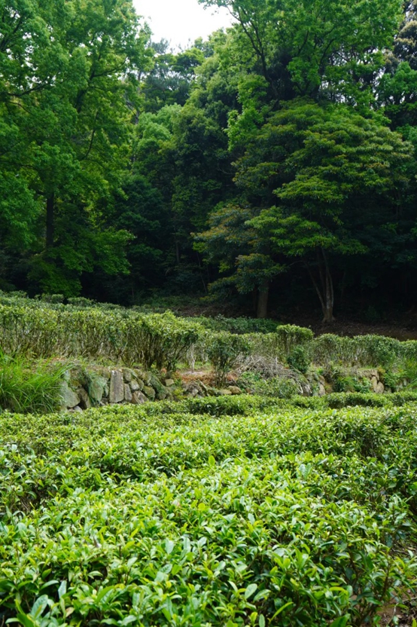 Climb Gushan Mountain and savor the fragrance of spring tea