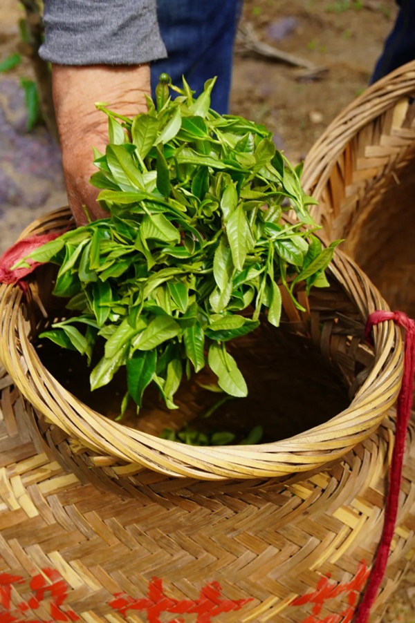 Climb Gushan Mountain and savor the fragrance of spring tea