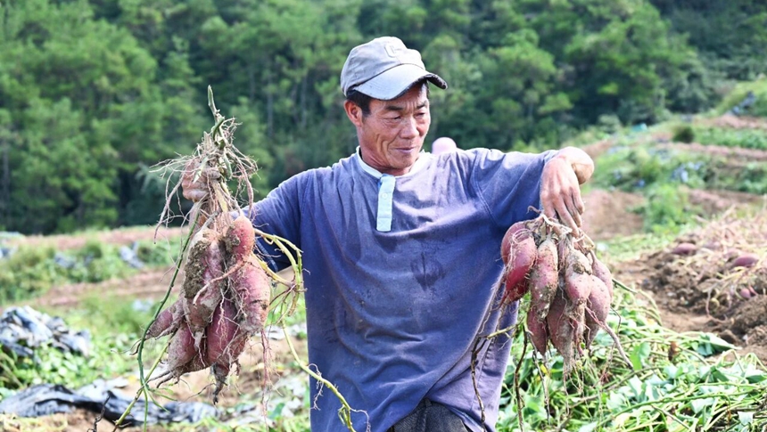 甜到心间！闽侯大湖高山蜜薯即将上市！