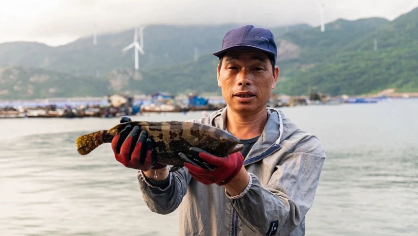 连江海上牧场再迎丰收