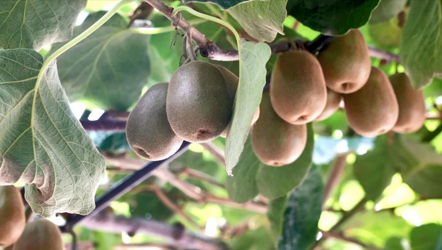 鲜果飘香，国庆上市！闽侯大湖近120亩猕猴桃丰收啦