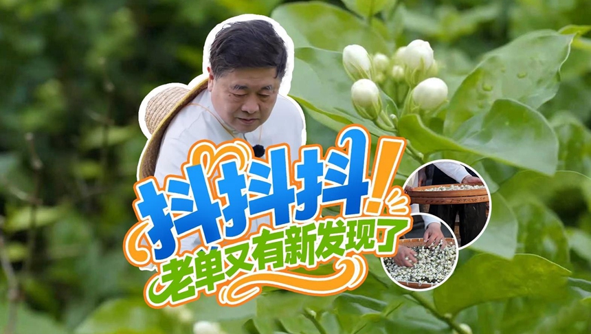 老单又有新发现了，原来最好的花茶是福州的！
