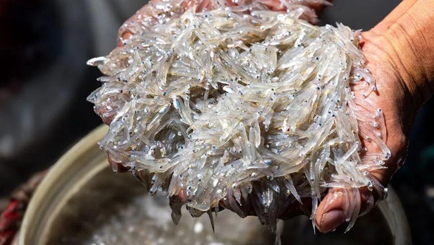 佐酒下饭好伴侣上市啦！连江定海湾丁香鱼进入丰产期