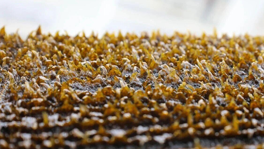 种业突围 连江海带成产业“领头羊”