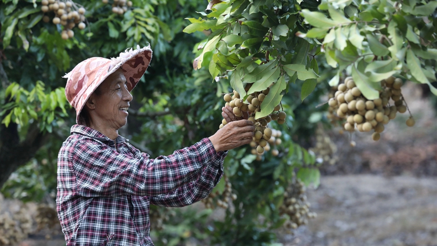 马尾琅岐晚熟龙眼上市啦