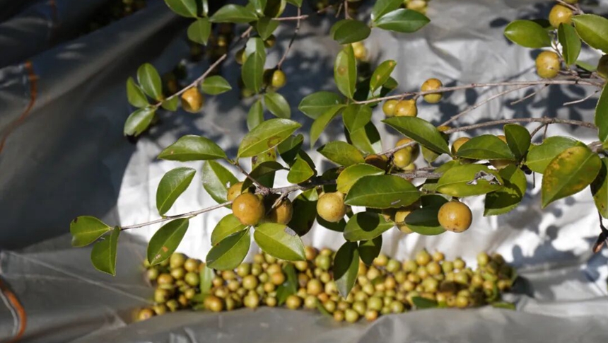 火上央视！永泰油茶采收开“外挂”