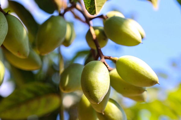 连江浦口青橄榄上市