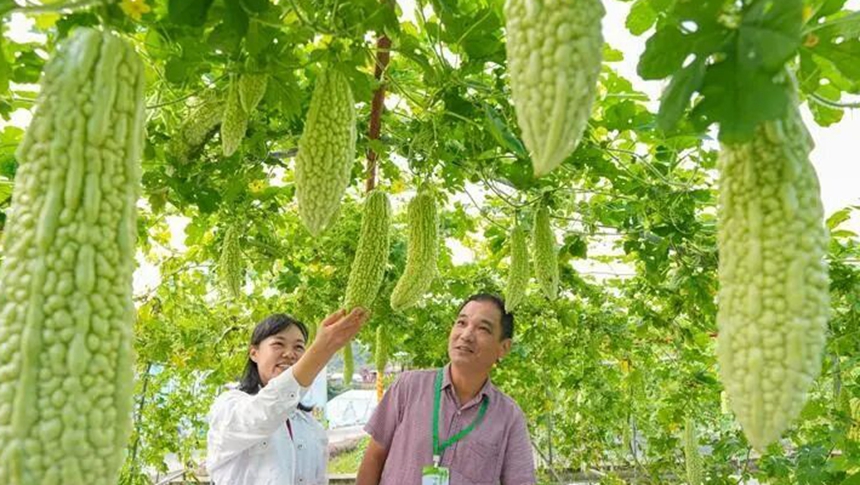“白富美”都来了？近350个苦瓜品种组团亮相福州！