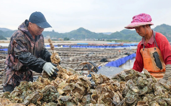 闽江口肥美白蚝上市
