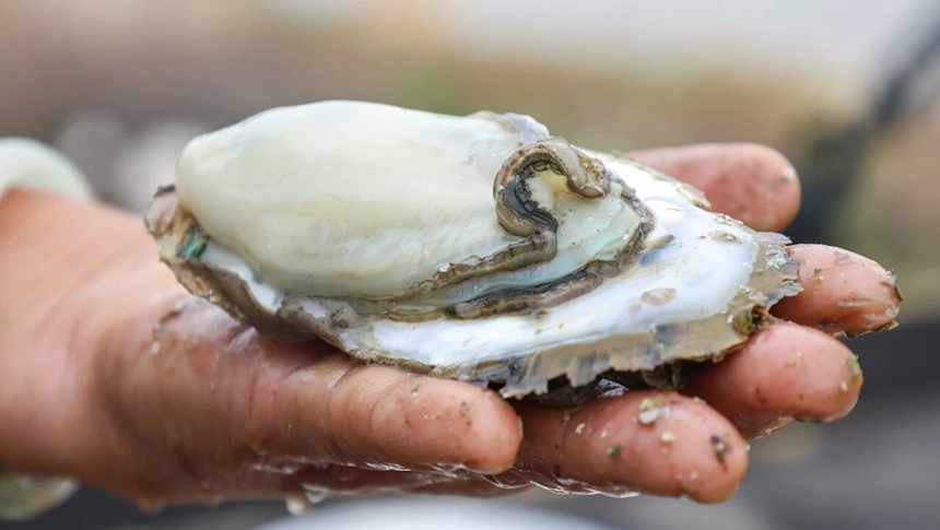 福州人有口福啦！连江肥美白蚝上市！