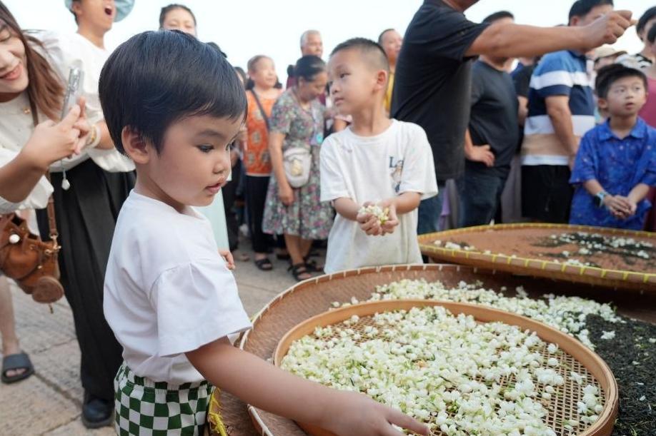 千年茉莉 “莫离”福州