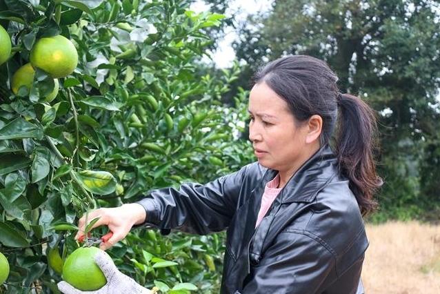 连江：青皮葡萄柚丰富市民“果盘子”