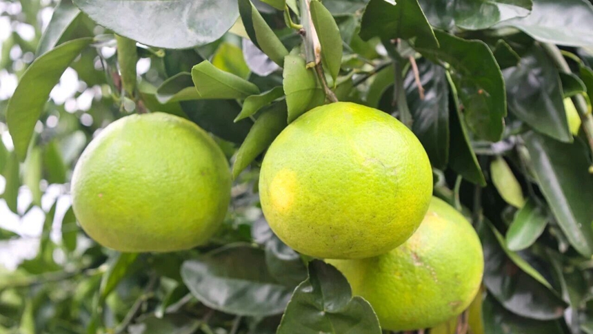 口口爆汁！连江“深水小炸弹”上市啦！