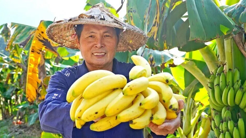 个头小！风味佳！闽清“宝藏香蕉”促增收！