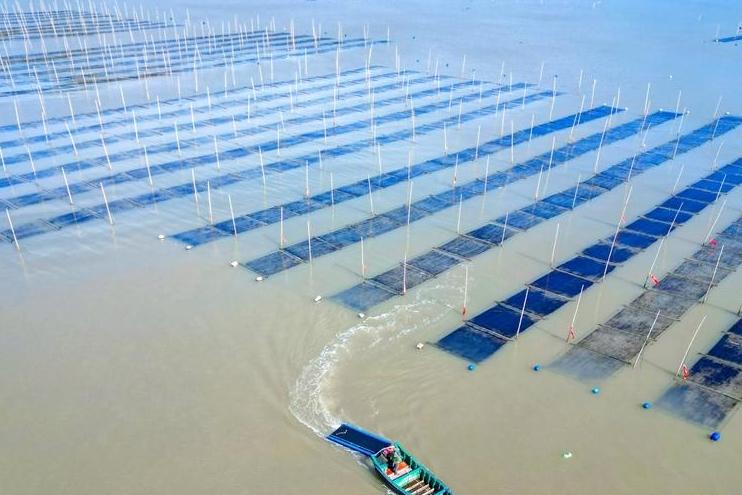 连江头水紫菜大量上市