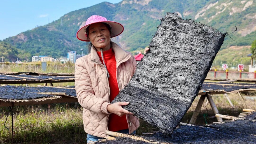许多福州人爱吃！连江“头水”紫菜大量上市