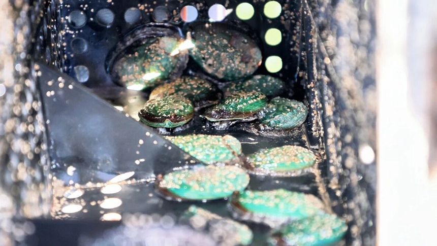 央视关注福州！8亿粒鲍鱼北方归来，开启冬季养殖季