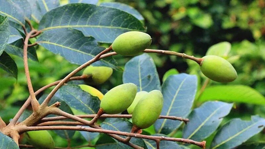 央视《味道》关注：青橄榄腌制后是长乐人做鱼的灵魂秘料