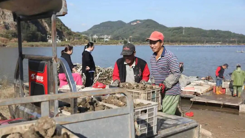 鲜！鲜！鲜！马尾琅岐生蚝迎丰收