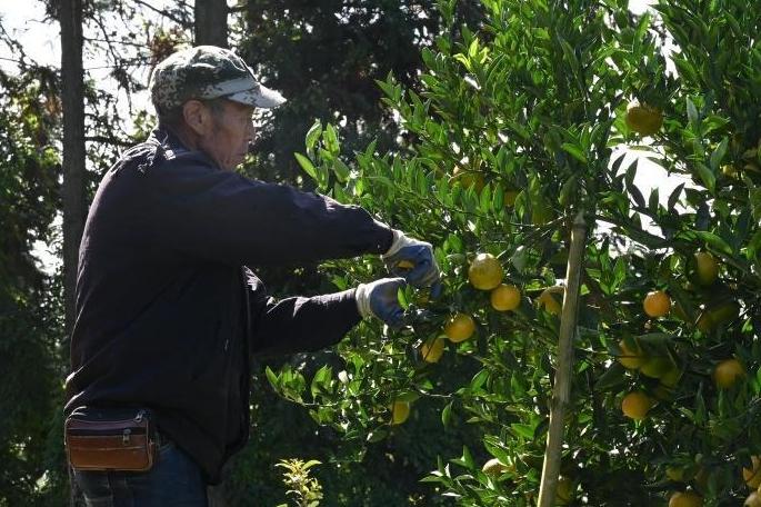 闽侯大湖苦橘迎来采收期 “苦尽甘来”口感畅销省内外