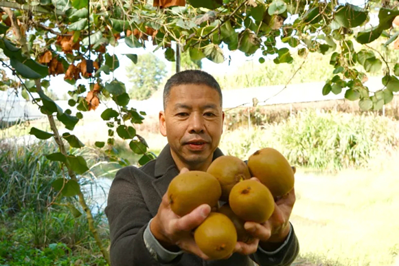 闽清下祝猕猴桃迎来首年采摘季