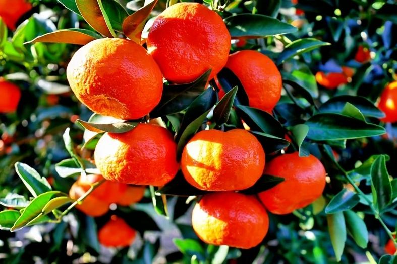大雪节气 福州特色美食多