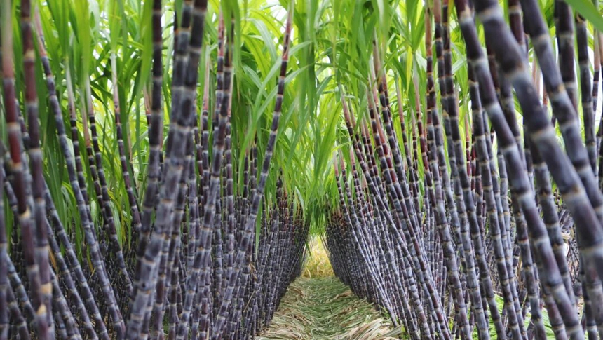 汁水充沛！连江“蔗”里甜蜜正当时！