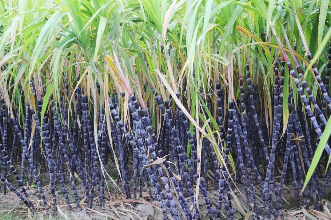 连江东湾村：甘蔗迎丰收“甜蜜”正当时