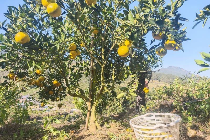 闽清雄江650亩柚子丰收