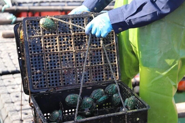 “鲍鱼饼干”通过验收 鲍鱼养殖业有了高效“营养餐”