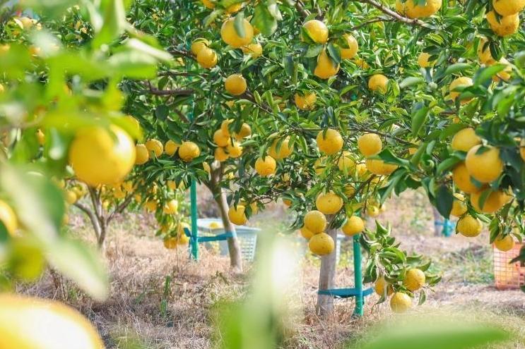 连江“四不像”黄金贡柚上市