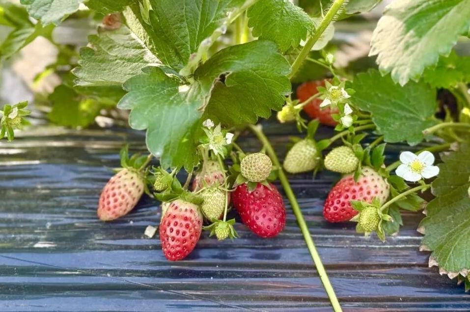 长乐当季草莓抢“鲜”上市